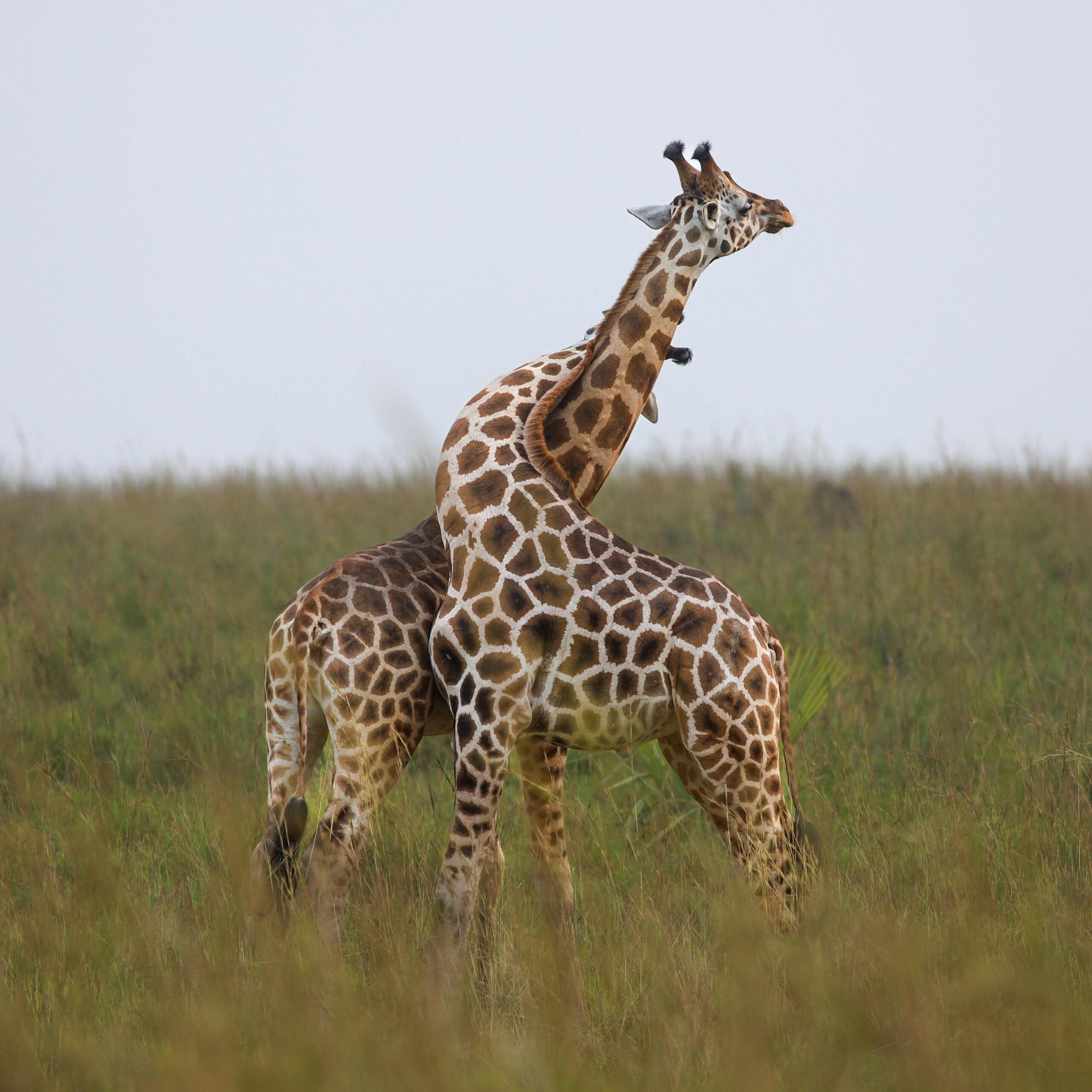 Two giraffes elegantly entwine their necks in an open grassy safari landscape.