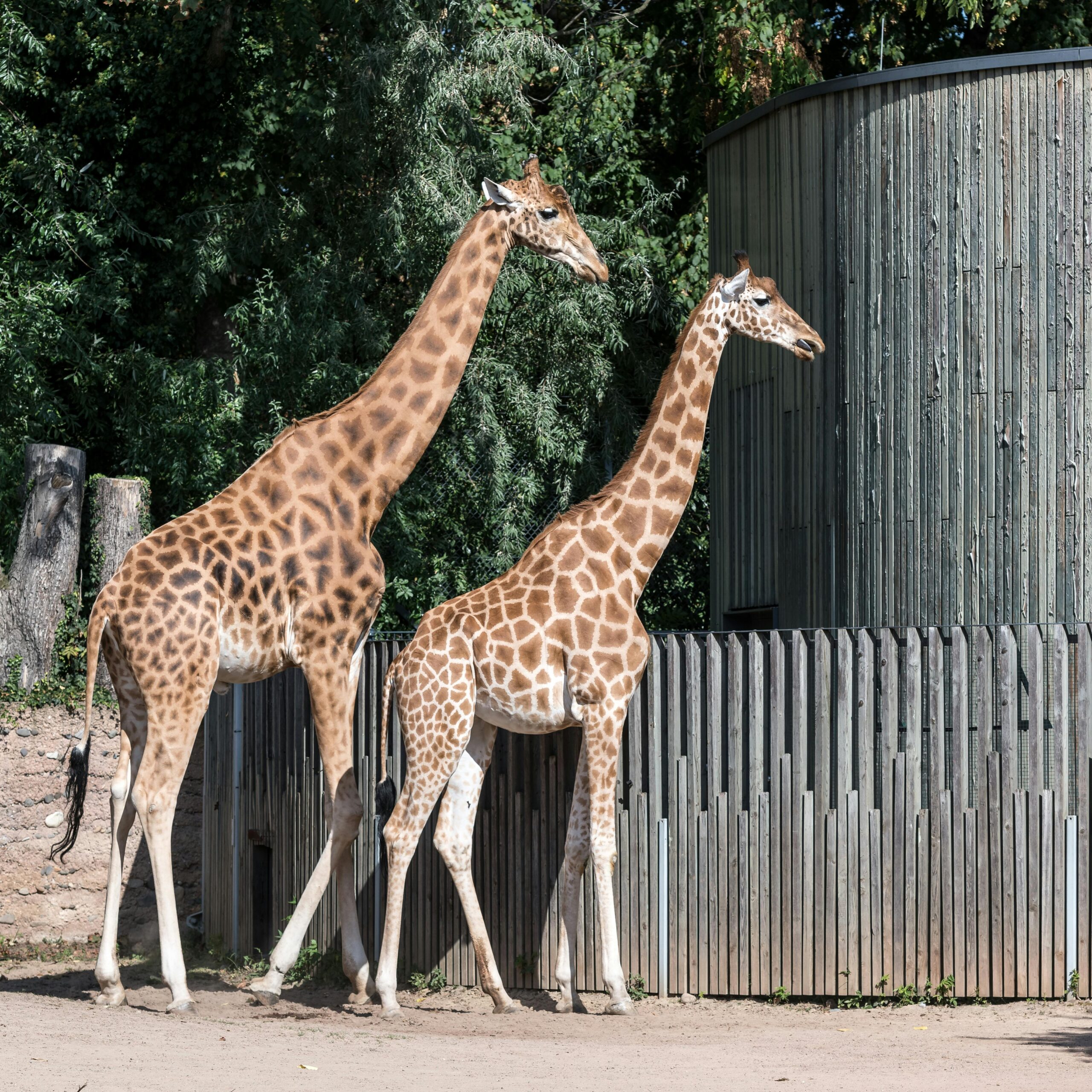 Two giraffes in a sunny enclosure at Dresden Zoo, showcasing natural beauty.