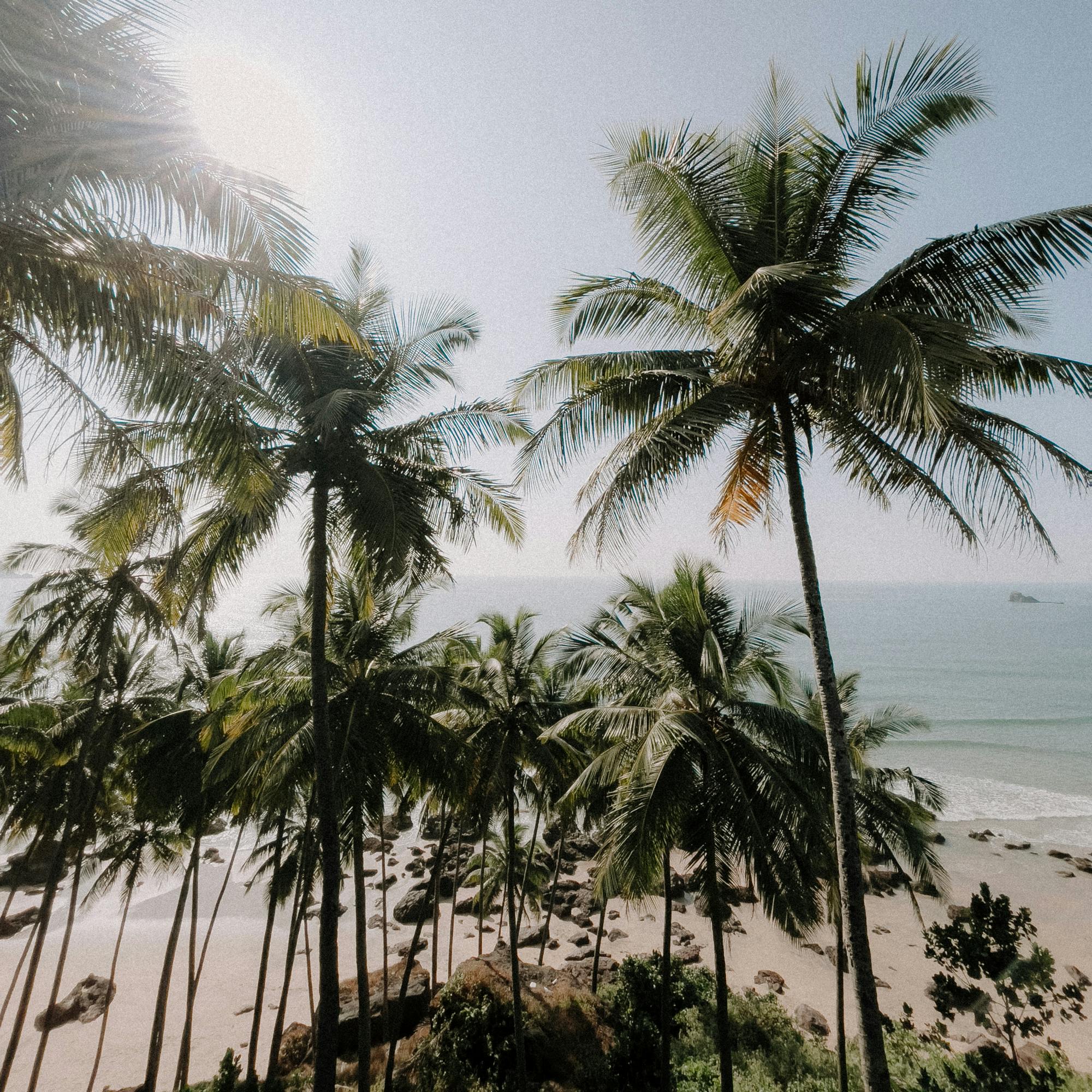 Idyllic tropical beach scene with palm trees and ocean on a sunny day.